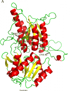 Homologimodell av primat søthets-reseptorer [2].