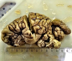 Hjerne fra en infisert rein. Foto:Sylvie Lafond Benestad, Norges Veterinærinstitutt