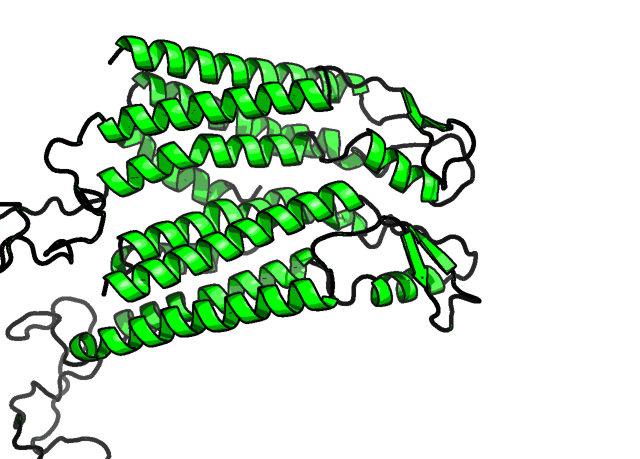 En modell av hvordan connexin43 kan se ut. De grønne heliksene forblir nokså uforandret, men de delene som "henger" og slenger kan gjøre mye spennende.