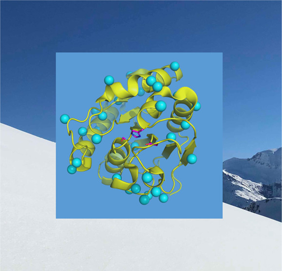 Cover-bildet til artikkelen viser hovedtrekkene i strukturen til enzymet vi studerte, i et arktisk miljø